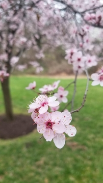 Blossoms in Spring Germantown Maryland OC X
