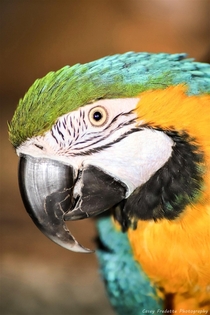 Blue and gold macaw Ara ararauna