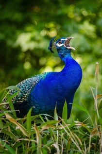 Blue and green Peacock