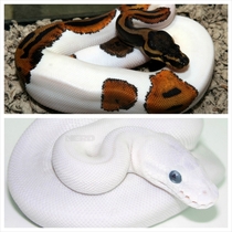 Blue eyed leucistic python and pied ball python x
