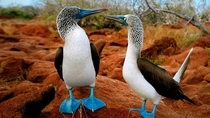 Blue-footed Boobys Photo credit to Hugo Allesandro