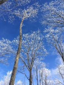 Blue sky snowy trees Michigans upper peninsula 