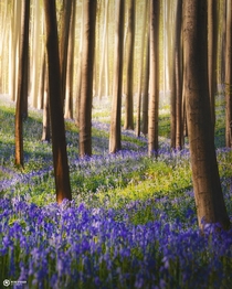 Bluebell lane please dont step on these flowers Hallerbos Belgium 