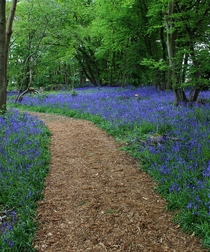 Bluebell Woodland Norfolk UK 