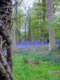 Bluebell Woods in Oxfordshire UK 