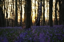 Bluebells at sunset Nottinghamshire England 