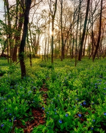 Bluebells in Cuyahoga Valley National Park 