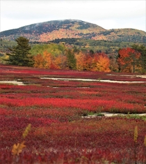 Blueberry fields in the fall in Maine 