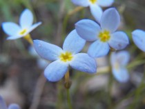Bluets genus Houstonia 