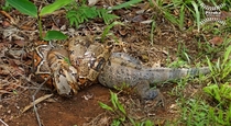 Boa Constrictor wrapped around an Iguana in Costa Rica 