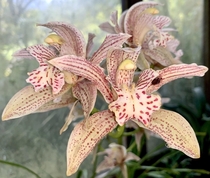 Boat Orchid  - Cymbidium hybrid 