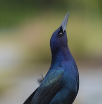 Boat-tailed GrackleQuiscalus major