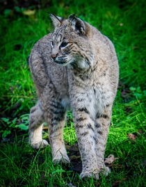 Bobcat - Lynx rufus OC