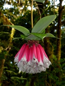 Bomarea pardina Alstroemeriaceae native range is Central Colombia to Peru