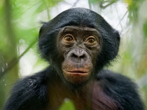 Bonobo Congo Ziegler 