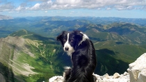 Border Collie Dog on Hill 