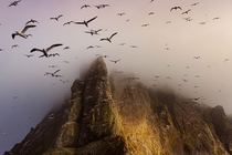 Boreray is a wild uninhabited island off the west coast of Scotland Home to a great Gannet colony it was a gloomy evening when my boat arrived but just as a bit of sunlight poked through thousands of birds flew out to meet us  Photo by Jim Richardson