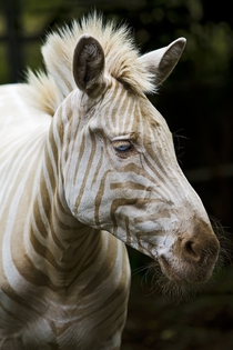 Born on the island of Molokai Hawaii Zoe is the only known captive white golden Zebra in existence 