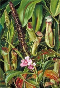 Bornean pitcher plant in bloom by Marianne North 