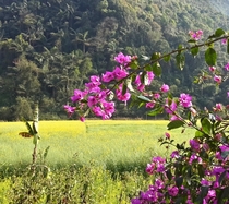 Bougainvillea palm trees and rapeseed fields Cangyuan China  