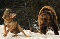 Brawl between a wolf canis lupus and a grizzly bear ursus arctos horribilis 