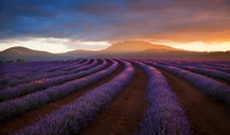 Bridestowe Lavender Tasmania  photo by Inesa Hill