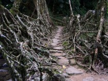 Bridge made of roots Meghalaya India  MIC