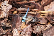 Brilliant Blue Dragon Fly 