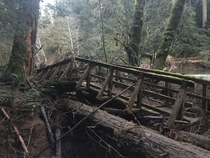 Broken bridge in Cathedral Grove British Columbia 