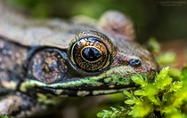 Bronze frog Lithobates clamitans 