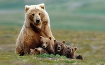 Brown Bear and her  cubs