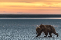 Brown bear looking for clams at dawn 