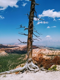 Bryce Canyon Utah - Lone tree barely holding on 