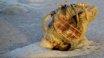 Bubbly Thinstripe Hermit Crab on the Mississippi coast