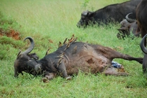 Buffalo giving birth Sabi Sabi Game Reserve South Africa