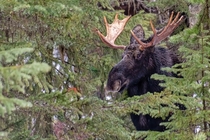 Bull Moose from Lolo Pass Montana 