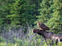 Bull Moose Photo credit to ujazzyruss