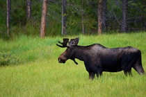 Bull Moose Rocky Mountain National Parkx