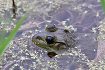 Bullfrog Photo credit to Chad Merda