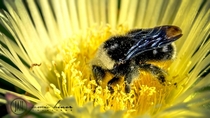 Bumble BeeBombus soaking itself in pollen 