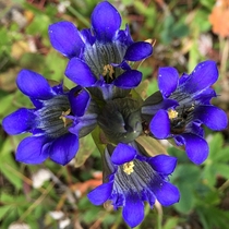 Bumblebee barely fits inside Mountain Gentian - Gentiana parryi 