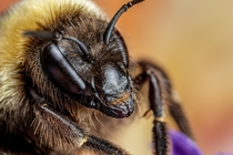 Bumblebee on Lavender 