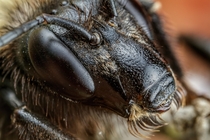 Bumblebee Portrait II 
