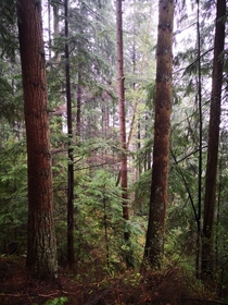 Burnaby Mountain temperate rainforest BC 