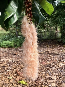 Bushy tail Inflorescence of a Cutnut   