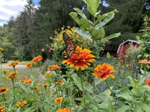 Butterfly habitat Girlfriend snapped this beauty