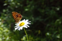 Butterfly on a chamomile 