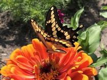 Butterfly on a Zinnia in my garden last summer