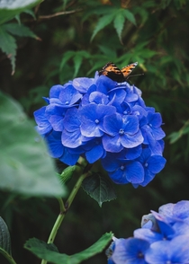 Butterfly on Hydrangea