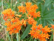 Butterfly weed Asclepias tuberosa 